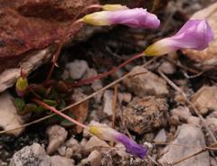 Oxalis commutata commutata