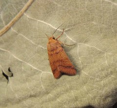 Agrochola pistacinoides