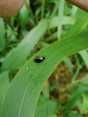 Hemithyrsocera palliata