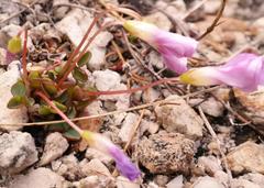 Oxalis commutata commutata