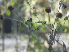 Spinus psaltria