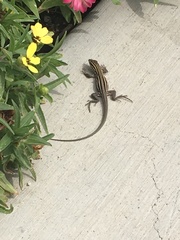 Aspidoscelis sonorae