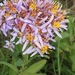 Rhone Aster - Photo (c) Елена Патерикина, some rights reserved (CC BY), uploaded by Елена Патерикина