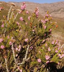 Erica subulata
