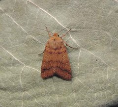 Agrochola pistacinoides