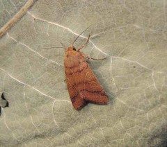 Agrochola pistacinoides