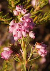 Erica subulata