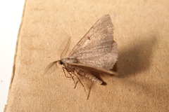 Selidosema pyrenaearia