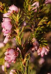 Erica subulata