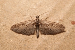 Eupithecia oxycedrata