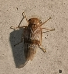 Tremulicerus tremulae