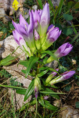 Gentianella austriaca