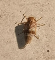 Tremulicerus tremulae