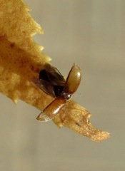 Contacyphon variabilis