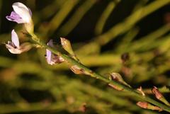 Psoralea rigidula