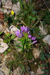 Gentianella austriaca