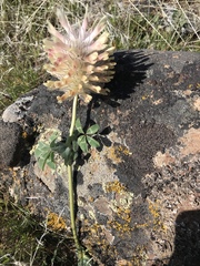 Trifolium macrocephalum