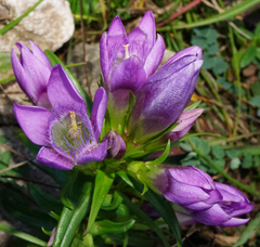 Gentianella austriaca