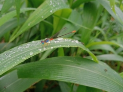 Ceriagrion cerinorubellum