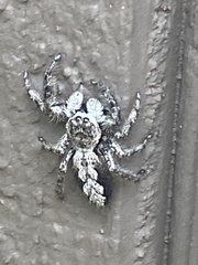 Platycryptus