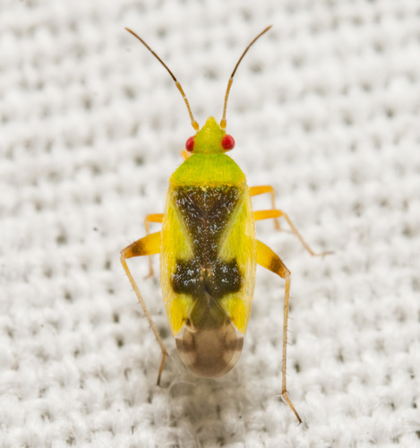 Reuteroscopus femoralis
