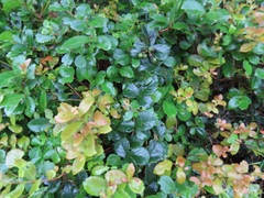 Cyphostemma flaviflorum