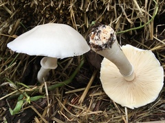 Leucoagaricus naucinus