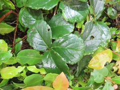 Cyphostemma flaviflorum