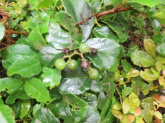 Cyphostemma flaviflorum