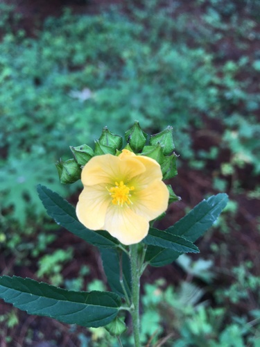 Sida rhombifolia iNat (3)