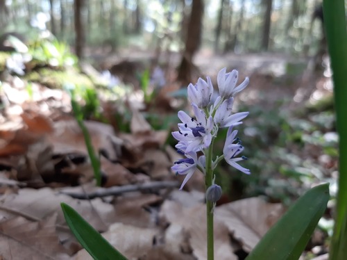 Hyacinthoides aristidis image