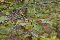 Betula lanata