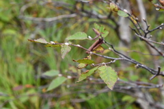 Betula lanata