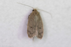 Inga obscuromaculella