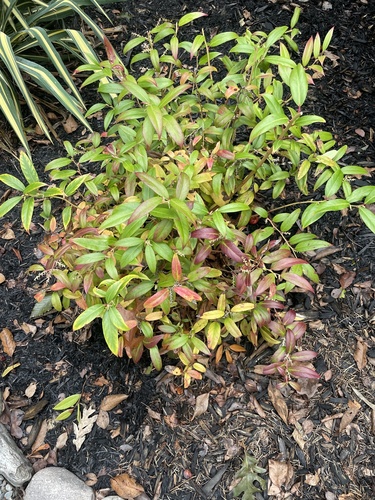 Leucothoe keiskei iNat (1)