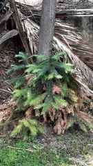 Araucaria bidwillii