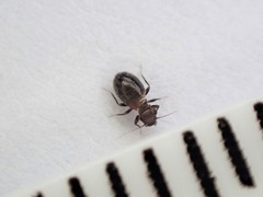 Lepinotus