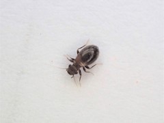 Lepinotus
