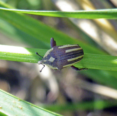 Sternuchopsis karelinii