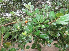 Mimusops caffra