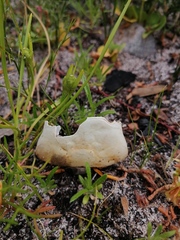 Potamonautes parvicorpus