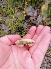 Potamonautes parvicorpus