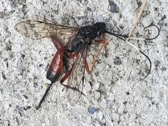 Agrothereutina
