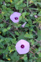Ipomoea cordatotriloba