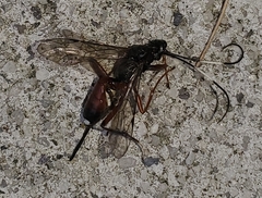Agrothereutina