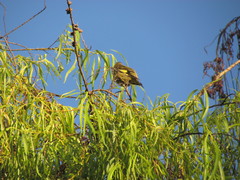 Spinus spinescens spinescens