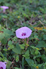 Ipomoea cordatotriloba