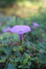 Ipomoea cordatotriloba