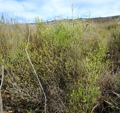 Dicerothamnus adpressus