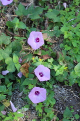 Ipomoea cordatotriloba